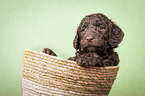 Giant Poodle Puppy in a basket