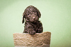 Giant Poodle Puppy in a basket