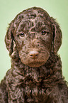 Giant Poodle Puppy portrait