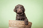 Giant Poodle Puppy in a basket