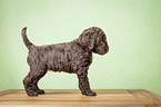 standing Giant Poodle Puppy