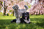 Giant Poodle with Border Collie