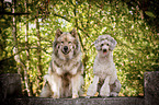 Giant Poodle with Eurasian Dog