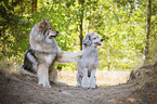 Giant Poodle with Eurasian Dog