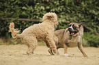 livestock-guardian-dog-mongrel and giant poodle