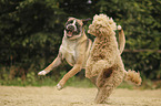 livestock-guardian-dog-mongrel and giant poodle