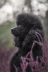 Giant Poodle Portrait