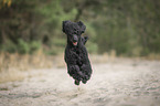 jumping Giant Poodle