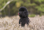 Giant Poodle Portrait