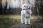 Giant Poodle