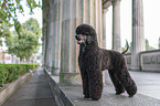 Giant Poodle