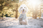 Giant Poodle Portrait