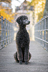 Giant Poodle at bridge