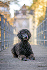 Giant Poodle at bridge