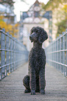 Giant Poodle at bridge