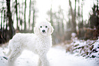 young Giant Poodle in the winter