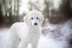 young Giant Poodle in the winter