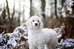 young Giant Poodle in the winter