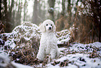 young Giant Poodle in the winter