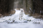 young Giant Poodle in the winter