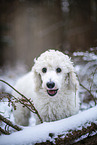 young Giant Poodle in the winter