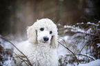 young Giant Poodle in the winter