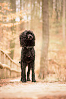 black Giant Poodle