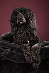 black Giant Poodle