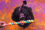 Giant Poodle with lollipop