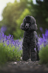 Giant Poodle in summer