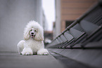 white Giant Poodle