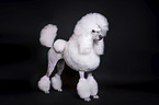 female Giant Poodle