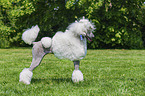 Giant Poodle