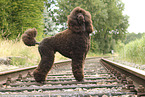giant poodle