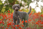 male Giant Poodle