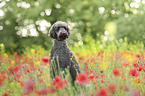 male Giant Poodle