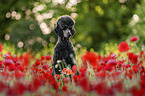 female Giant Poodle