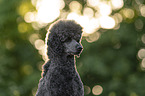 female Giant Poodle