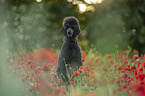 female Giant Poodle