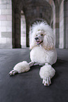 Giant Poodle