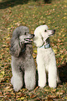 Giant Poodles