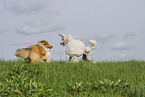 Giant Poodle and Collie
