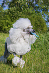 Giant Poodle