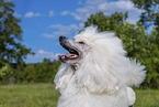 Giant Poodle