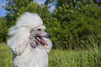 Giant Poodle