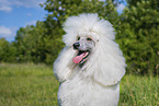 Giant Poodle