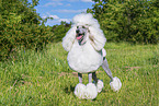 Giant Poodle
