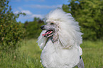 Giant Poodle