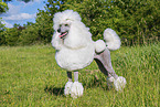Giant Poodle