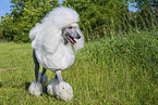 Giant Poodle